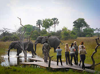 Macatoo Camp: Elefanten-Besuch