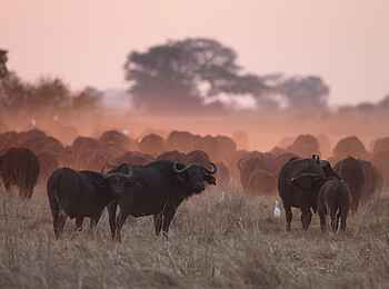 Mukambi Safari Lodge: Büffelherde im Abendlicht Mukambi Safari Lodge: Büffelherde im Abendlicht