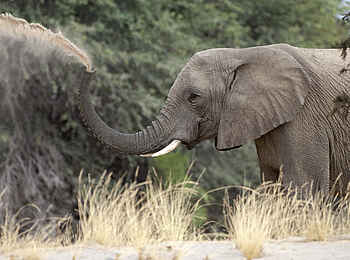 Okahirongo Elephant Lodge: Elefant nimmt ein Sandbad Okahirongo Elephant Lodge: Elefant nimmt ein Sandbad