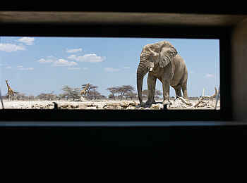 Onguma Tented Camp: Elefant am Fotohide