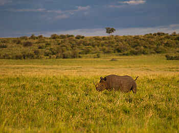 Rekero Camp: Nashornsichtung