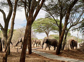 Sanctuary Swala: Elefanten ziehen am Camp vorbei