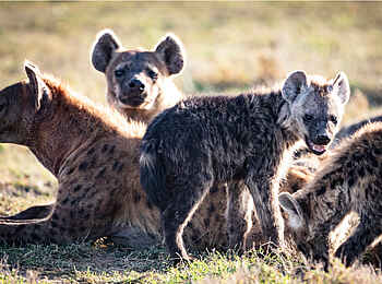 Segera Retreat: Ein Rudel Hyänen