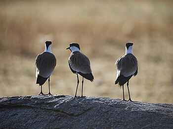 Serian Serengeti Mobile Camp: Regenpfeifer