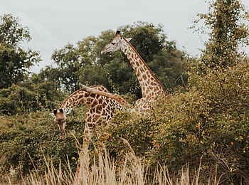 Shawa Luangwa Camp: Giraffe
