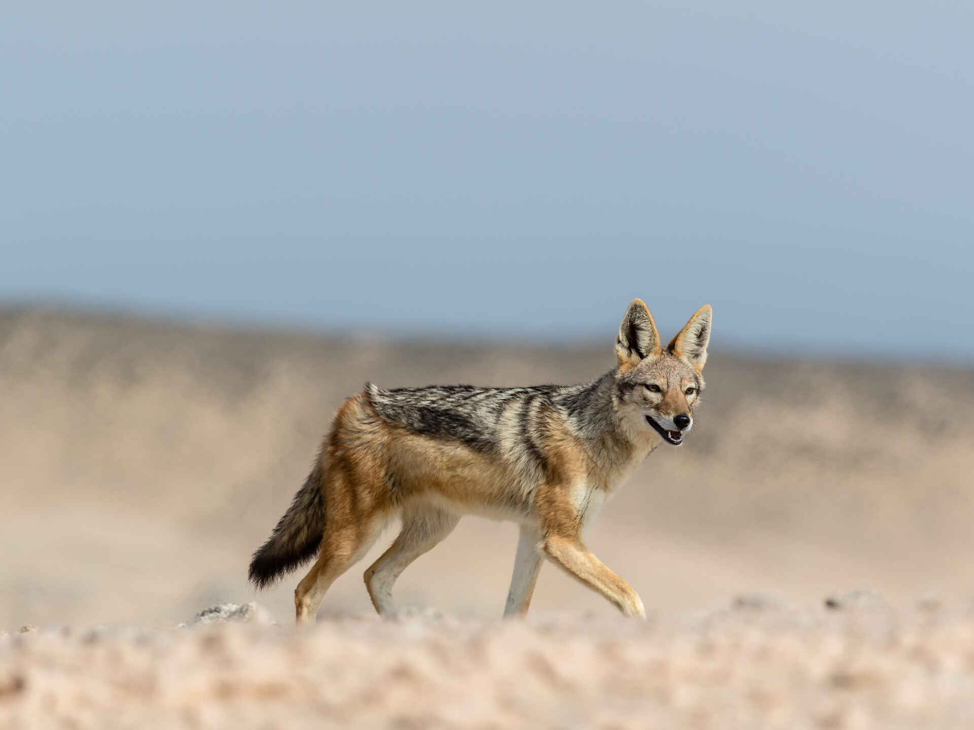 Shipwreck Lodge: ein Schwarzrückenschakal Shipwreck Lodge: ein Schwarzrückenschakal