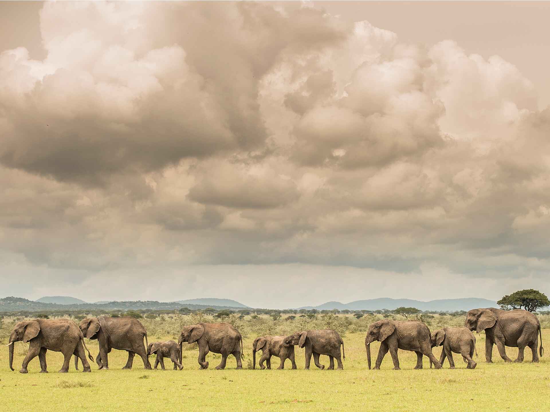 Singita Faru Faru: Elefantenherde