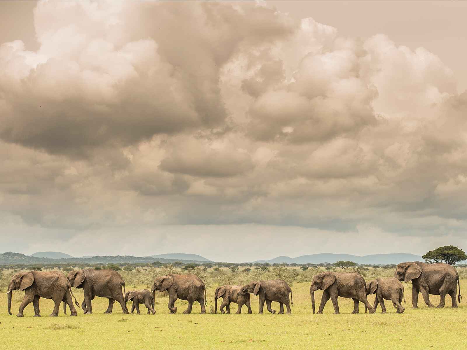 Singita Faru Faru: Elefantenherde Singita Faru Faru: Elefantenherde