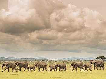 Singita Faru Faru: Elefantenherde