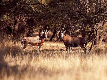 Thamo Telele Camp: Blesbock Thamo Telele Camp: Blesbock