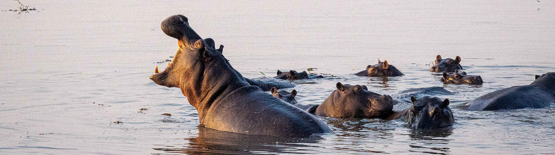 Flusspferde im Okavangodelta
