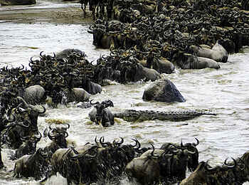 Wilderness Usawa Serengeti: Eine gefährliche Flussüberquerung Wilderness Usawa Serengeti: Eine gefährliche Flussüberquerung