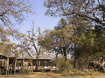 Xaranna Okavango Delta Camp: Elefant vor dem Camp