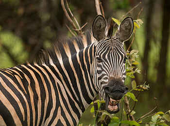 Akagera Game Lodge: Zähne fletschendes Zebra Akagera Game Lodge: Zähne fletschendes Zebra