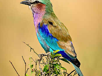 Entim Masai Mara: Gabelracke