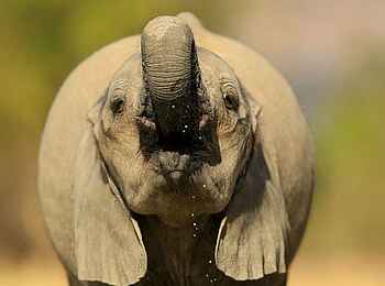 Kavinga Safari Camp: Elefant mit erhobenem Rüssel Kavinga Safari Camp: Elefant mit erhobenem Rüssel