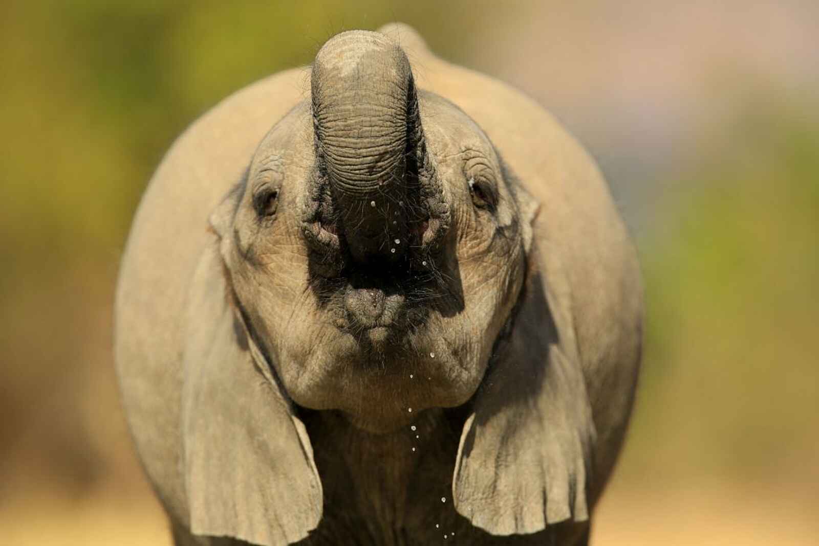 Kavinga Safari Camp: Elefant mit erhobenem Rüssel Kavinga Safari Camp: Elefant mit erhobenem Rüssel