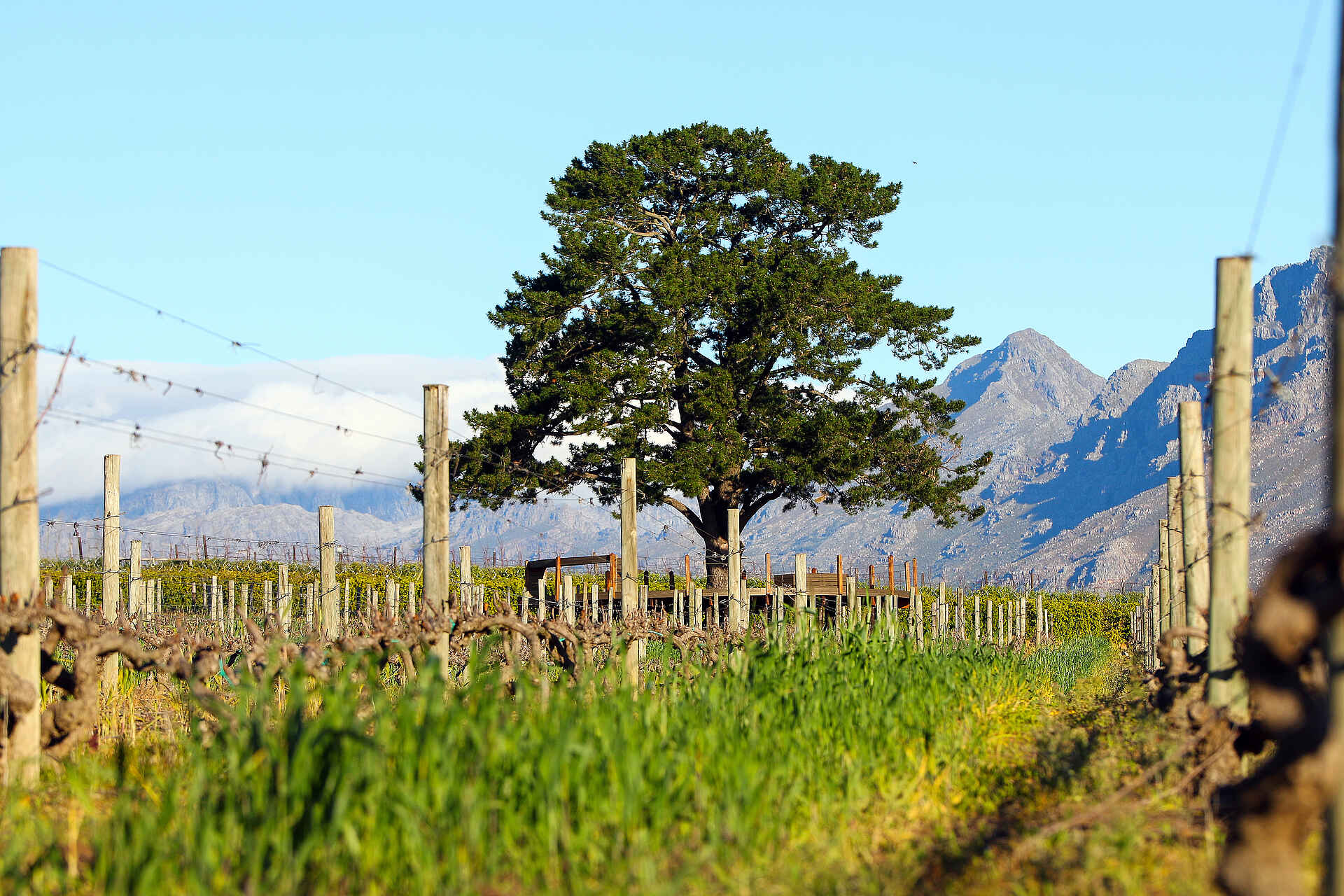 L'Avenir Country Lodge: Blick auf die Weinreben
