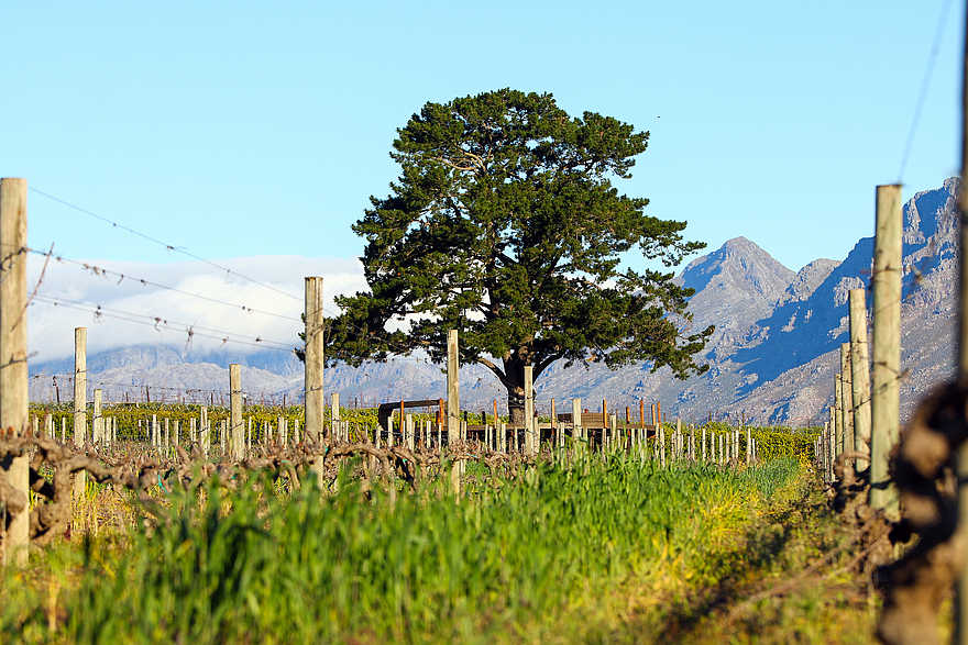 L'Avenir Country Lodge: Blick auf die Weinreben L'Avenir Country Lodge: Blick auf die Weinreben