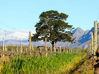 L'Avenir Country Lodge: Blick auf die Weinreben L'Avenir Country Lodge: Blick auf die Weinreben