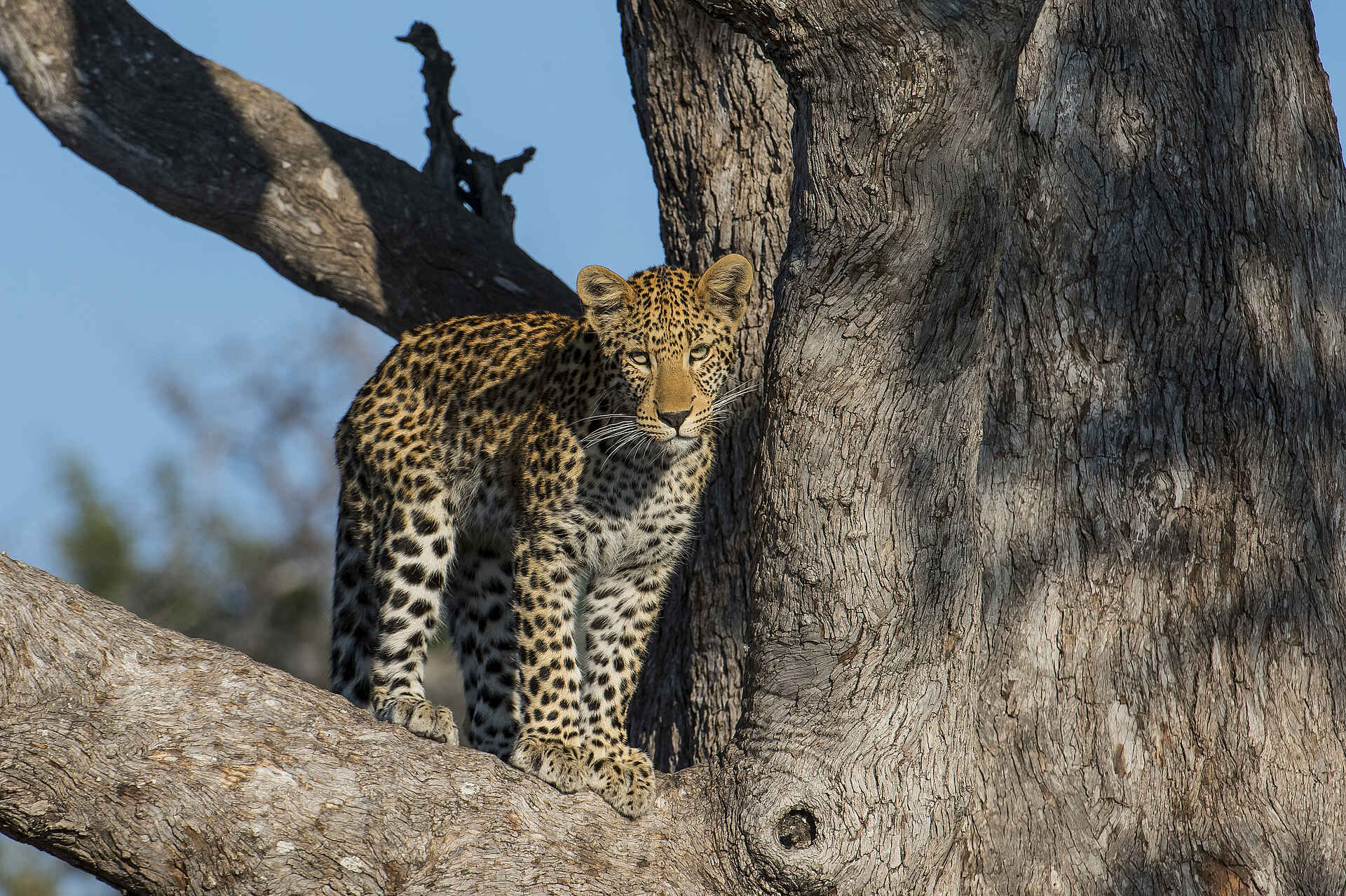 Linyanti Tented Camp, Linyanti-Konzession, Linyanti-Sümpfe, Wilderness Safaris, Leopard, Panthera pardus, Aktivitäten, Game Drive, Tiere, Afrikarma Safaris. Wildnis. Hautnah., Adventure Camp