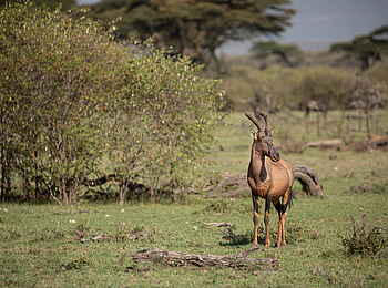 Mara Nyika Camp: Topi
