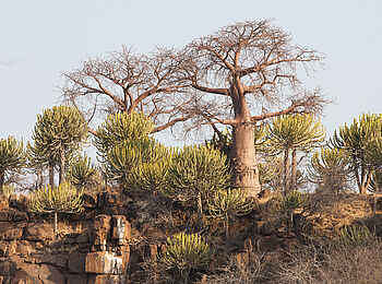 Mashatu Game Reserve: Baobab und Euphorbien