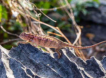 Namoroka Tsingy Camp: Carpet Chameleon
