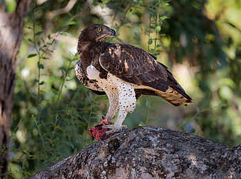 Nkonzi Bush Camp: Martial Eagle Nkonzi Bush Camp: Martial Eagle