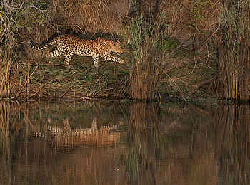 Ntemwa Busanga Bushcamp: Reflektion eines Leoparden