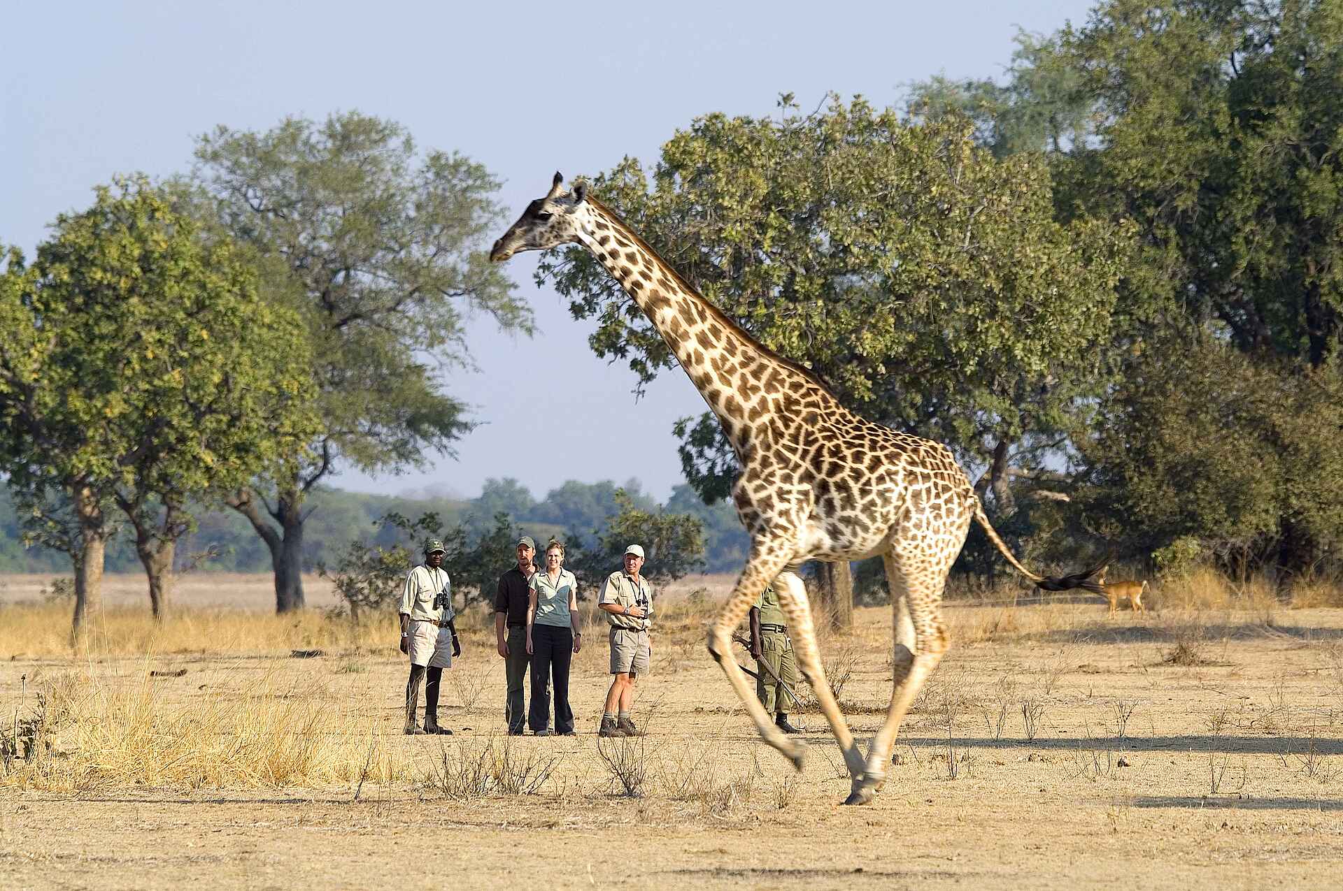 Bewaffnete Wache, Geführte Buschwanderung, Giraffa camelopardalis, Giraffe, Luangwa, Luangwa River, Luangwa-Tal, Pirsch, Robin Pope Safaris, Safari, South Luangwa National Park, Thornicroft-Giraffe, Walking Safari, Wildbeobachtung, Wildtiere, Zawa Guide, afrikarma, Afrikarma.de, RPS