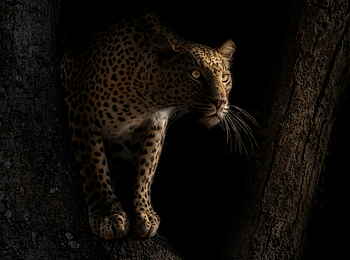 Time + Tide Chongwe: Leopard im Schatten