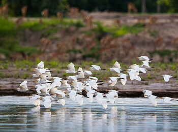 Time + Tide Mchenja: Vogelschwarm im Luangwa