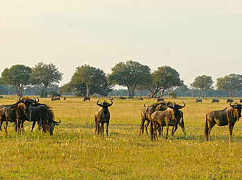 Camelthorn Lodge: Gnus Camelthorn Lodge: Gnus