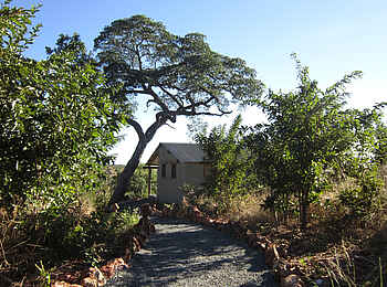 Chobe Elephant Camp: Pfad durchs Camp Chobe Elephant Camp: Pfad durchs Camp