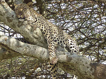 Dunia Camp: Leopard 