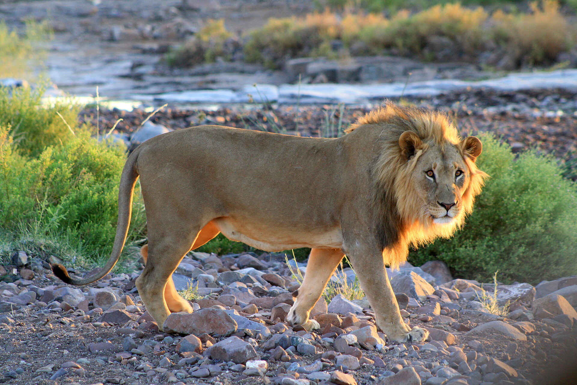 Etendeka Mountain Camp, Fauna, Löwe, Namibia, Natur, Outdoor, Pflanzen, Tiere, Afrikarma, Afrikarma Safaris, Afrikarma Safaris - Wildnis. Hautnah., afrikarma.de