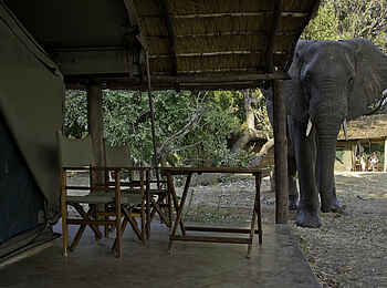 Flatdogs Camp: Elefant am Zelt Flatdogs Camp: Elefant am Zelt