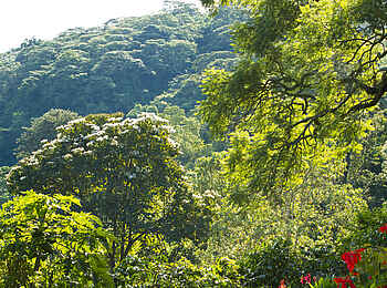 Gibbs Farm: Blick auf das Blätterdach