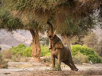 Hoanib Valley Camp: Elefant auf Futtersuche Hoanib Valley Camp: Elefant auf Futtersuche