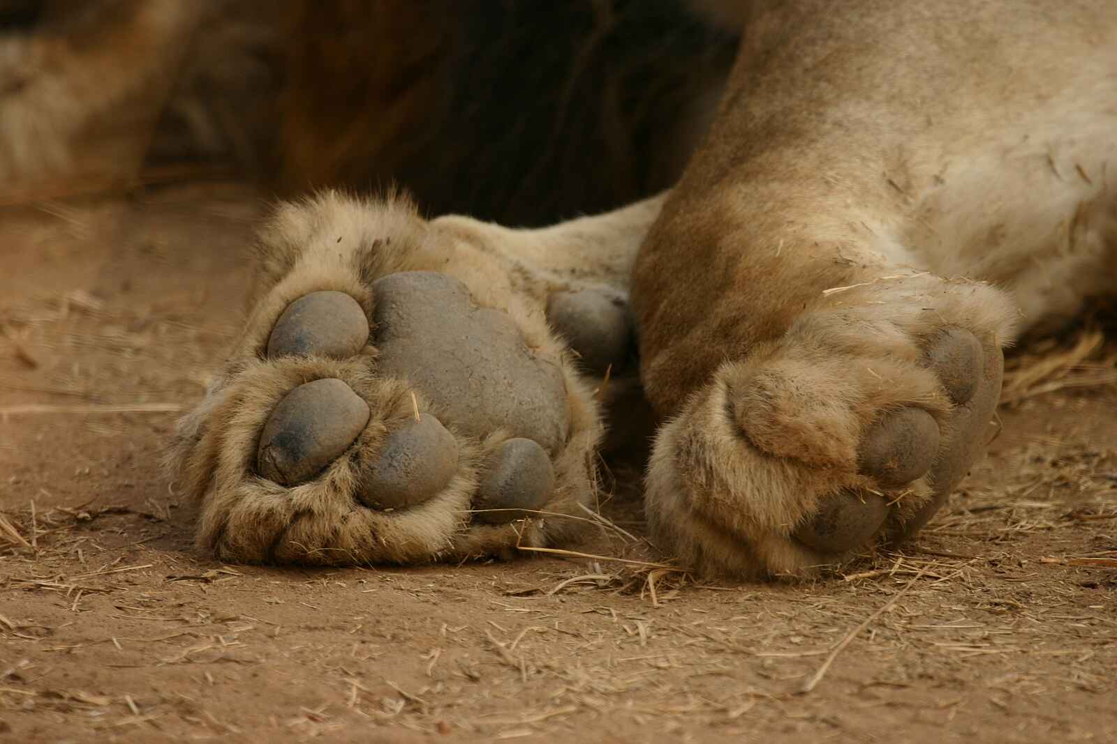 Island Bush Camp: Löwentatzen Island Bush Camp: Löwentatzen