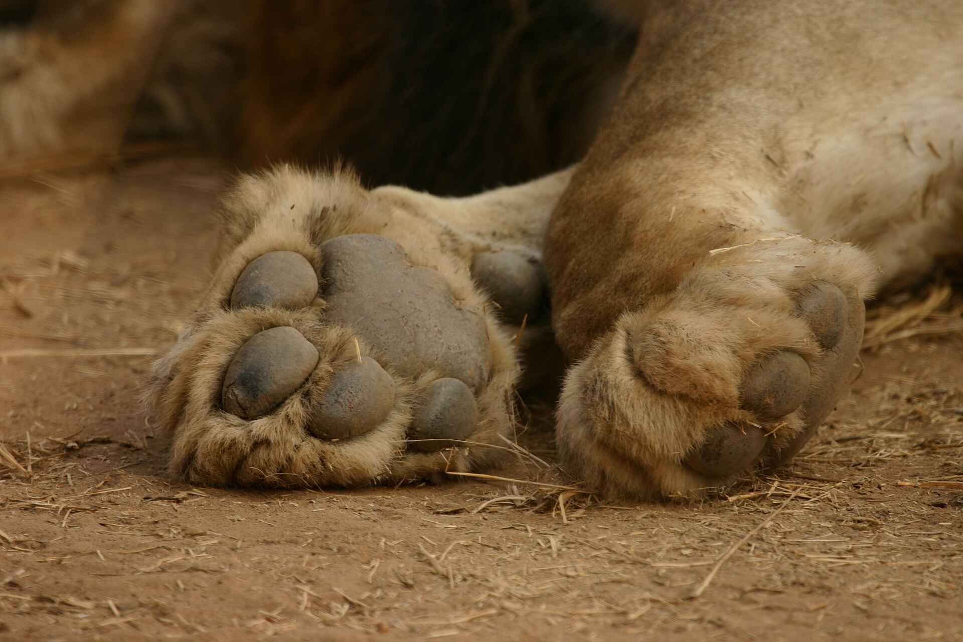 Island Bush Camp, Kafunta, Löwentatzen, Luangwa River, South Luangwa National Park, Ron und Anke Cowan, Abgeschiedenheit, afrikarma, afrikarma.de, Kafunta River Lodge, Komfort, Natur, Sambia, South Luangwa, South Luangwa Valley, Walking Safari, Wildnis, Afrikarma Safaris, Cowan