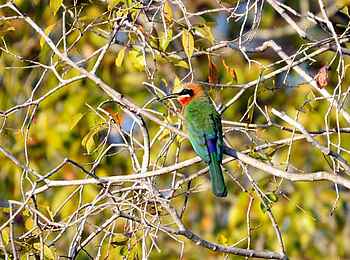 KaingU Safari Lodge: Weißstirnspint im Geäst