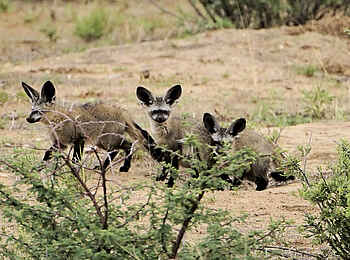 Kambaku Safari Lodge: Löffelhunde