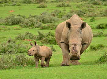 Kariega Ukhozi Lodge: Nashörner Kariega Ukhozi Lodge: Nashörner