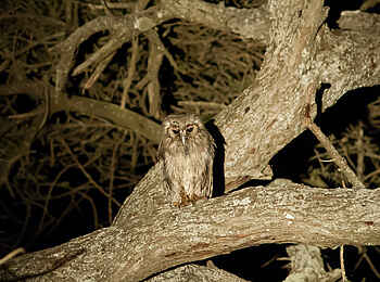 Kuro Tarangire: Eule bei Nacht Kuro Tarangire: Eule bei Nacht