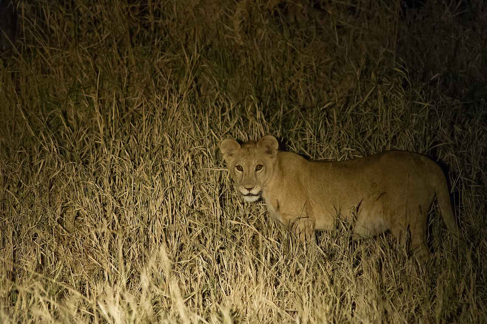 Kuro Tarangire: Junger Löwe bei Nacht Kuro Tarangire: Junger Löwe bei Nacht