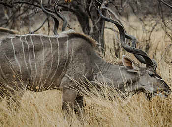 Kwihala Camp: Gestreifte Antilope