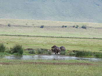 Lemala Ngorongoro: Nilpferde Lemala Ngorongoro: Nilpferde