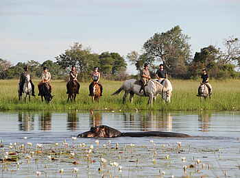 Macatoo Camp: Flussperd